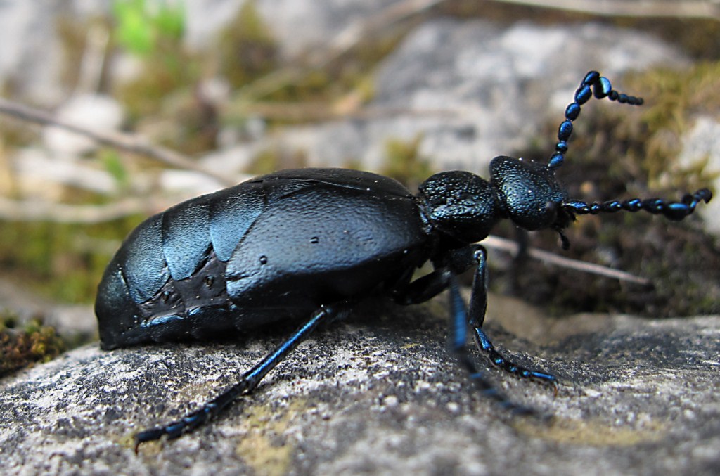 Meloe proscarabaeus o violaceus?