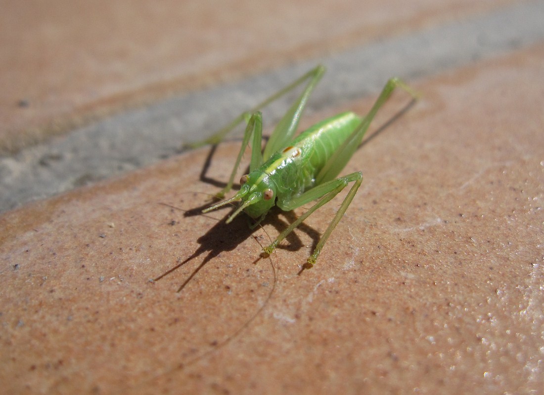 Meconema meridionale (Meconematidae)