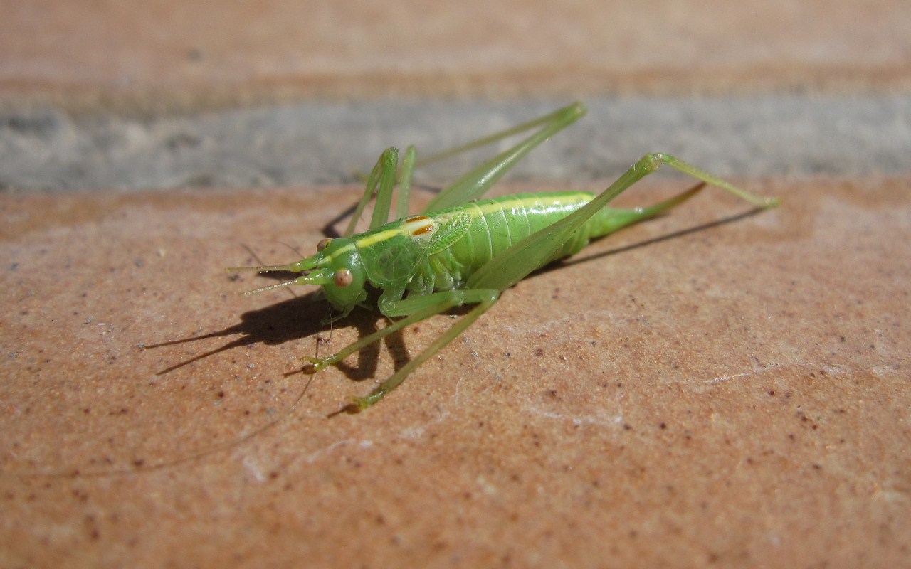 Meconema meridionale (Meconematidae)