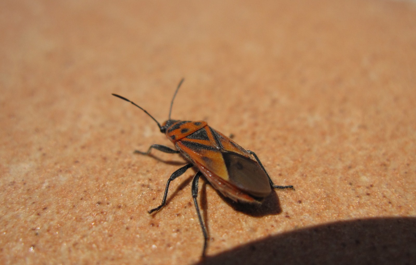 Lygaeidae: Graptostethus servus dell''Isola d''Ischia