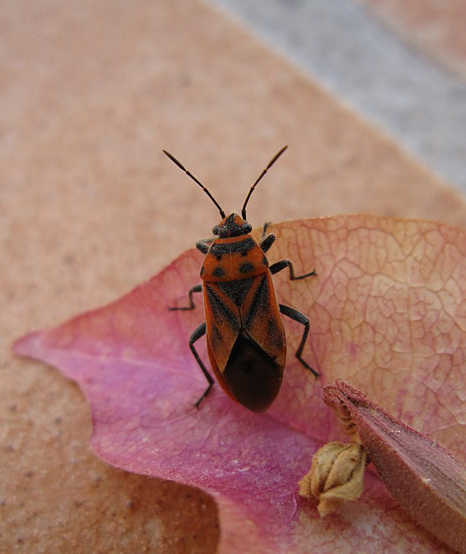 Lygaeidae: Graptostethus servus dell''Isola d''Ischia