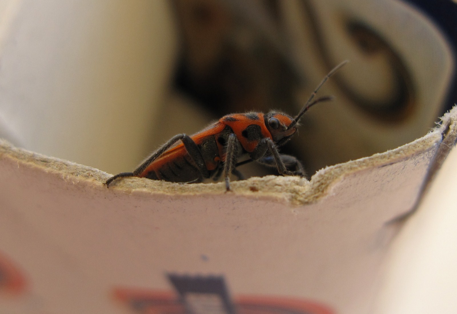 Lygaeidae: Graptostethus servus dell''Isola d''Ischia