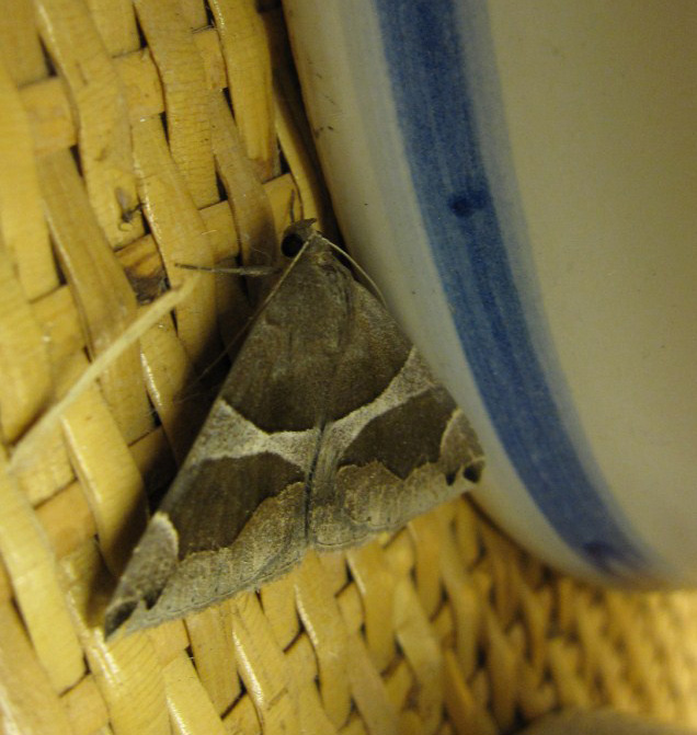 Noctuidae (?) da determinare... - Dysgonia sp.