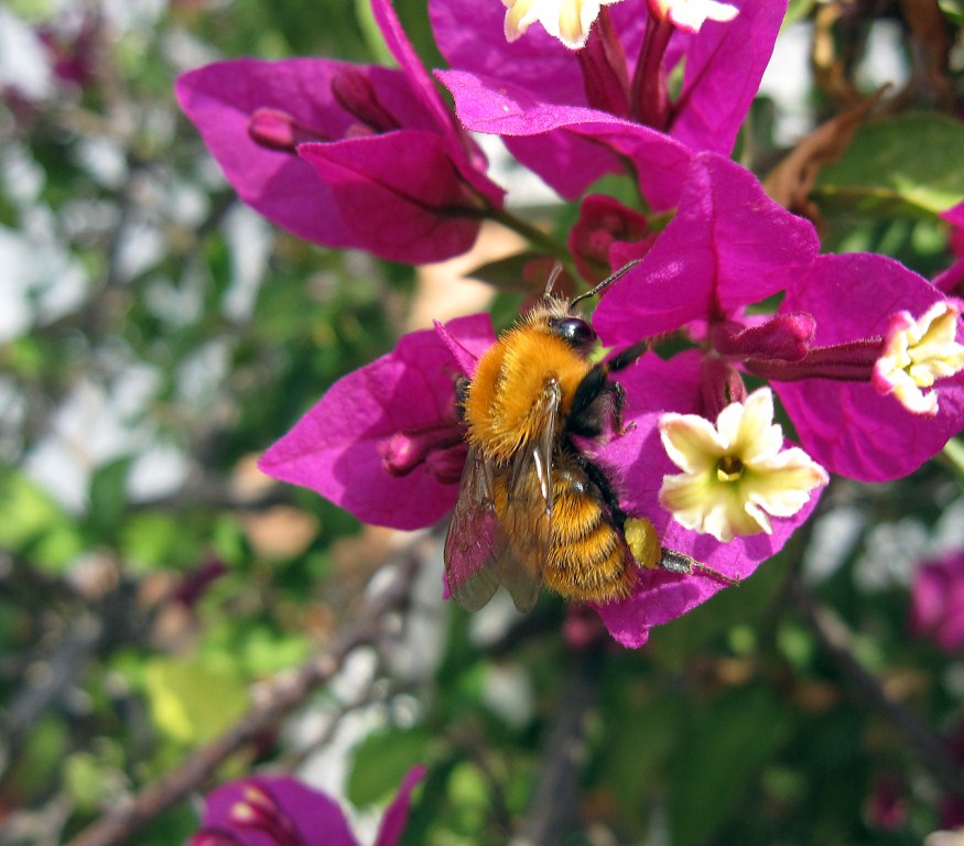 Bombus cfr pascuorum - maschio