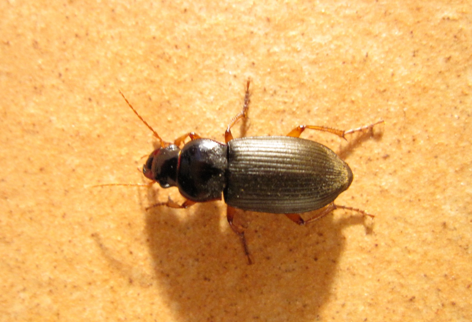 Carabidae da determinare: Pseudoophonus rufipes