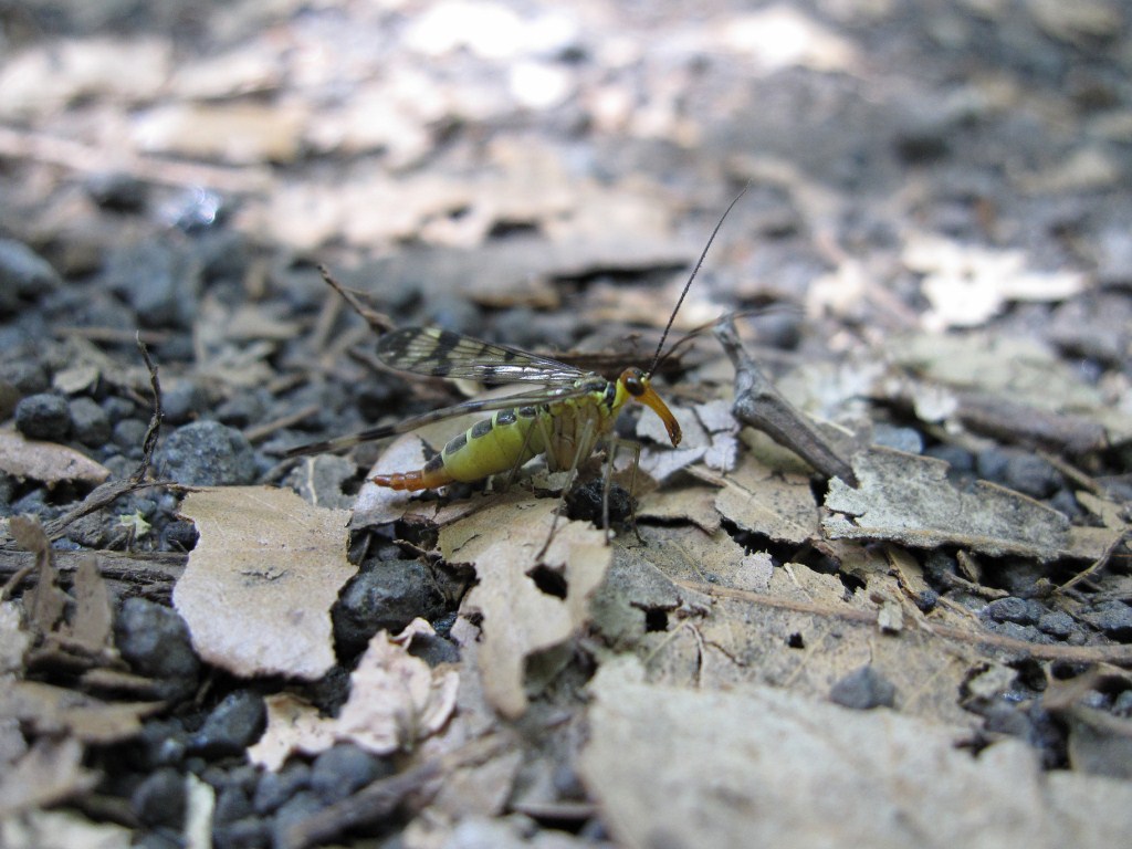 Mecoptera - Panorpidae - Panorpa cognata ♀