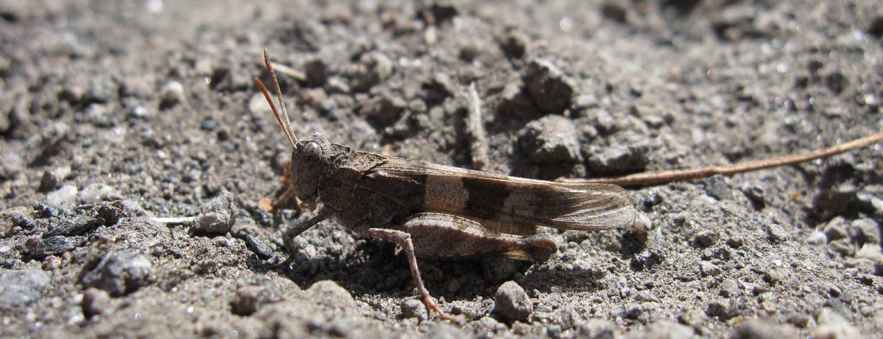 Acrididae: Oedipoda sp.