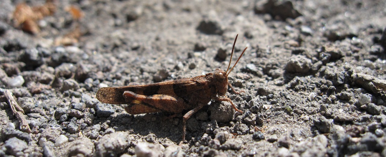 Acrididae: Oedipoda sp.