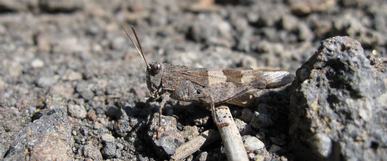 Acrididae: Oedipoda sp.