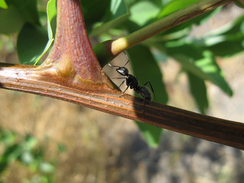 Formicona da determinare: Camponotus Vagus