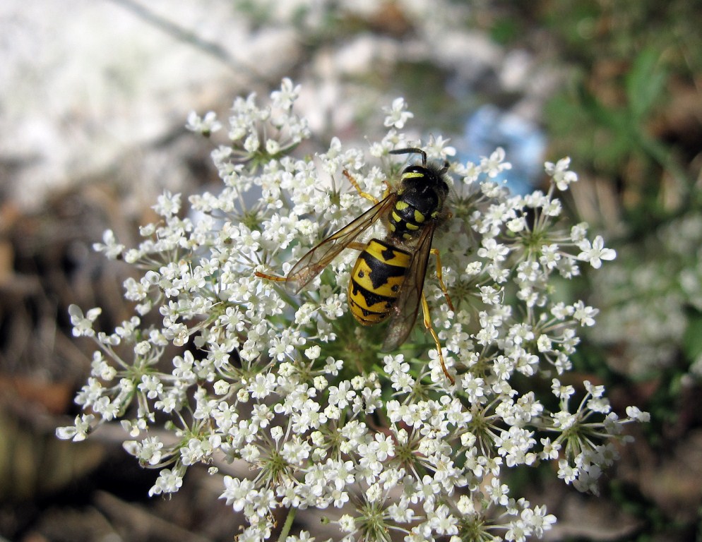 Maschio di Vespula germanica e piccolo Synema globosum