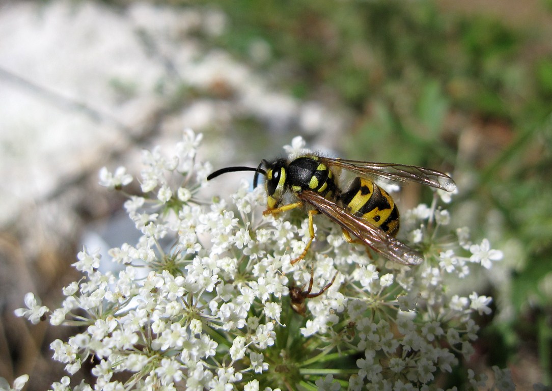 Maschio di Vespula germanica e piccolo Synema globosum