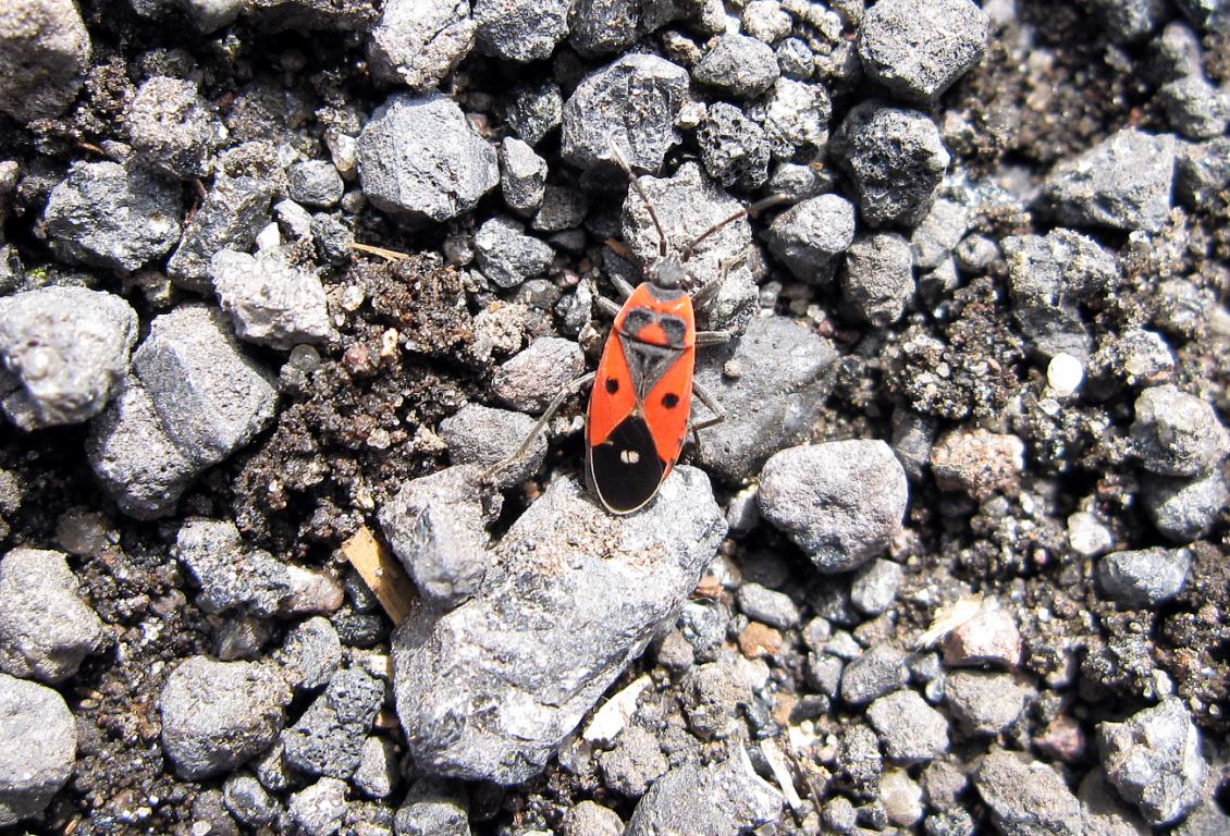 Lygaeidae da identificare: Spilostethus pandurus