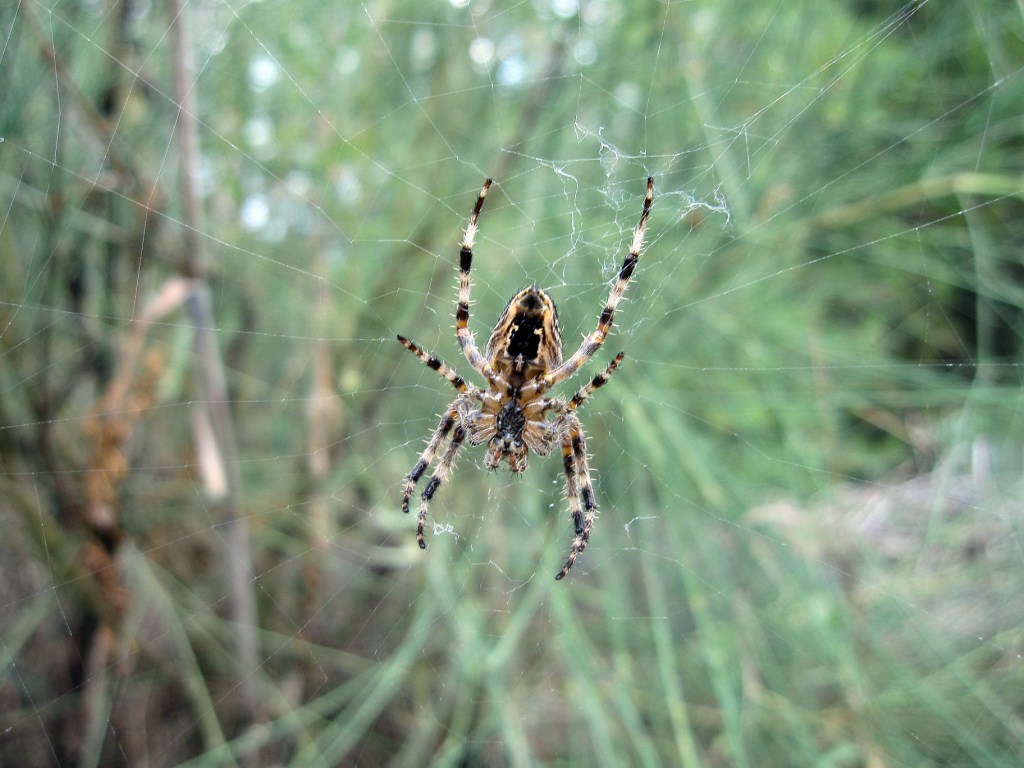 Araneus diadematus