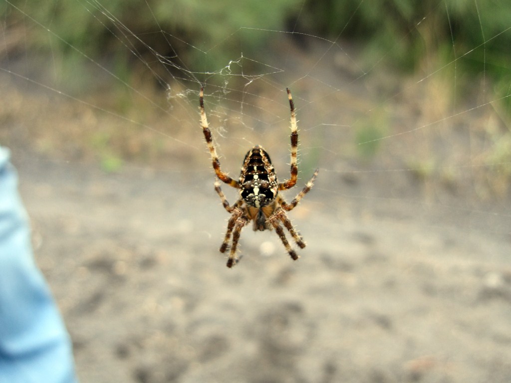 Araneus diadematus