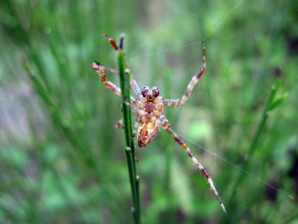 Araneus sp.