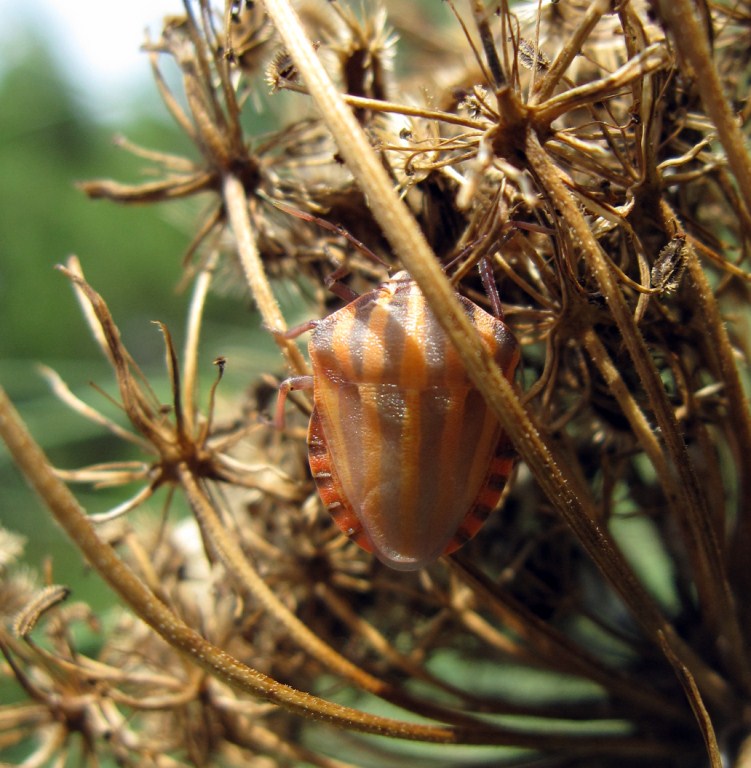 Graphosoma italicum fresco fresco...