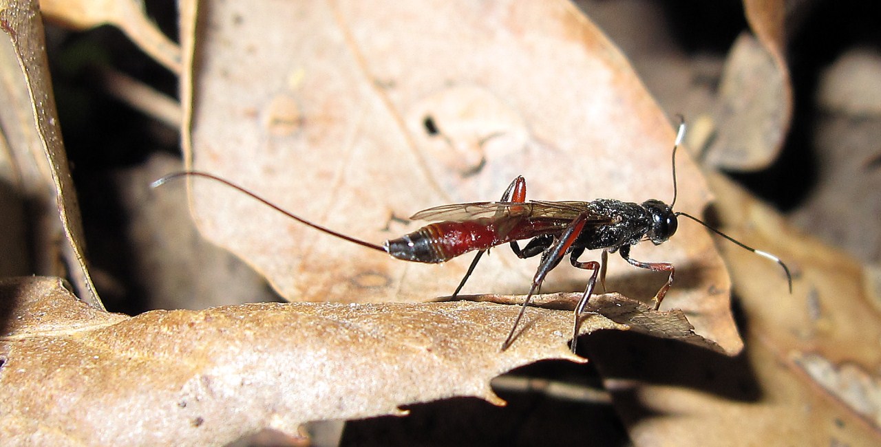 Ichneumonidae Xoridinae, Xorides sp. (femmina)