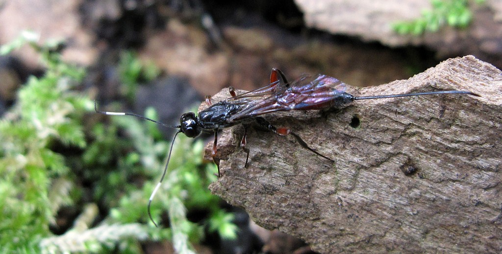 Ichneumonidae Xoridinae, Xorides sp. (femmina)