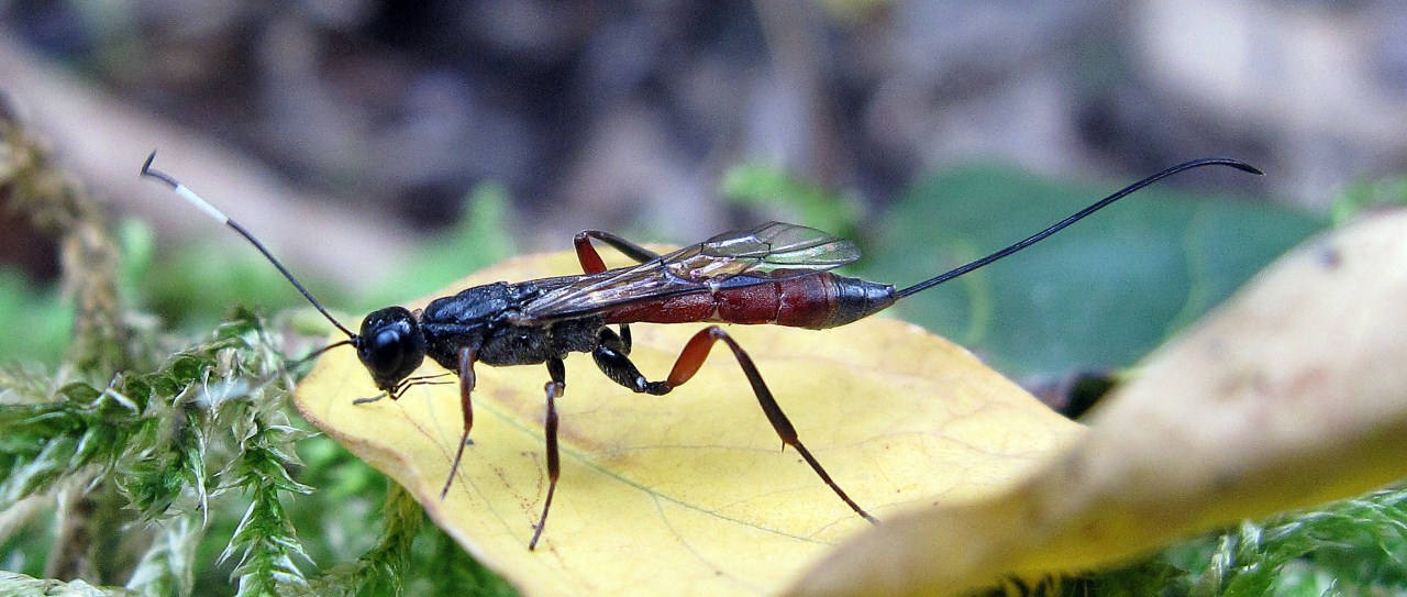 Ichneumonidae Xoridinae, Xorides sp. (femmina)