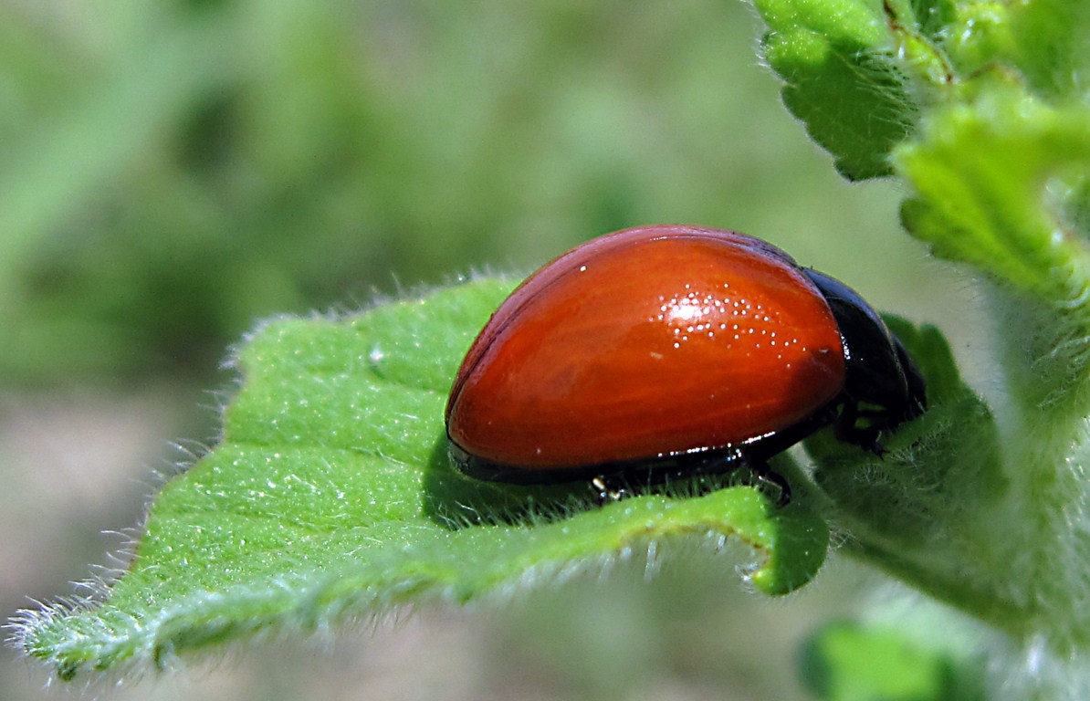 Chrysolina lucida?