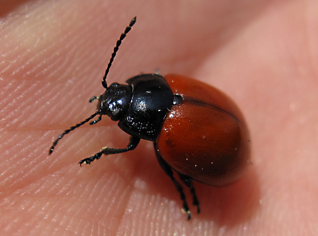 Chrysolina lucida?