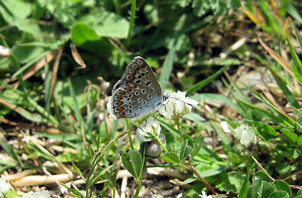 Lycaenidae da determinare - Polyommatus icarus