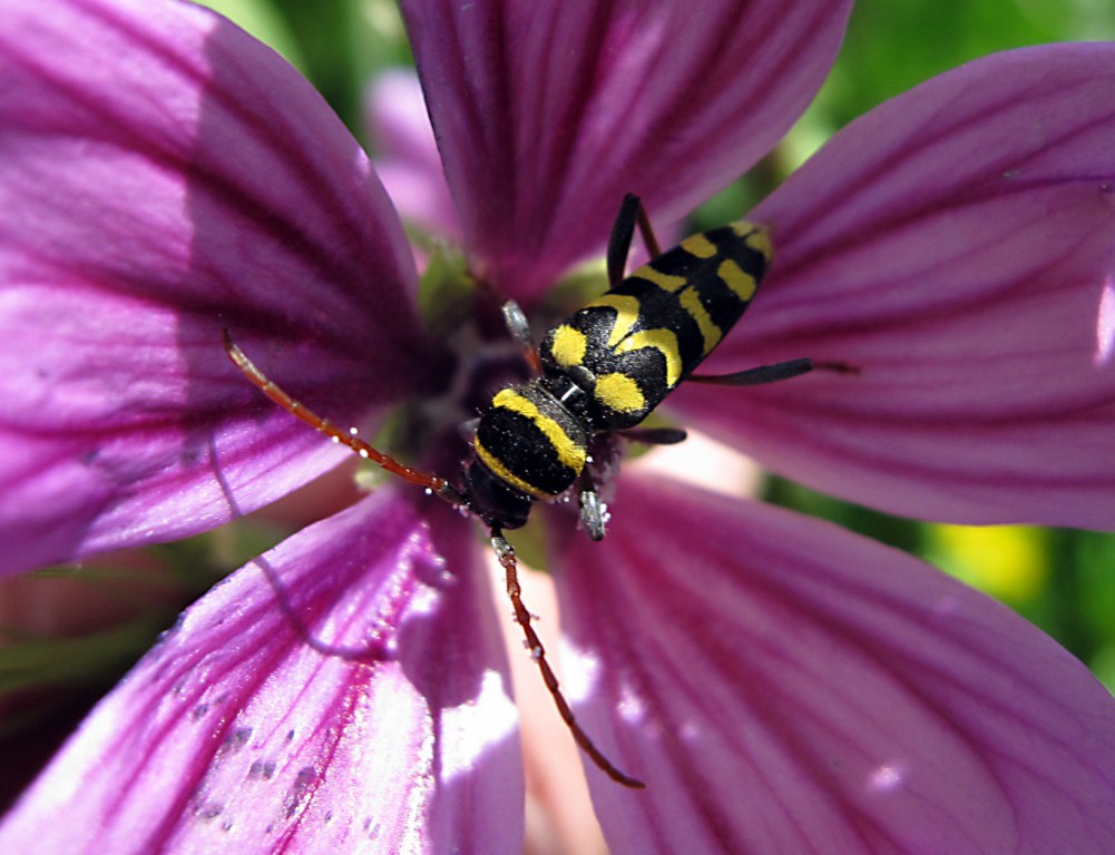 Conferma Plagionotus scalaris...