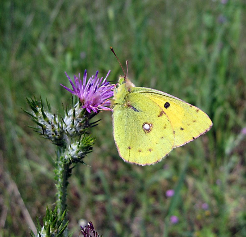 Colias (?) da determinare...