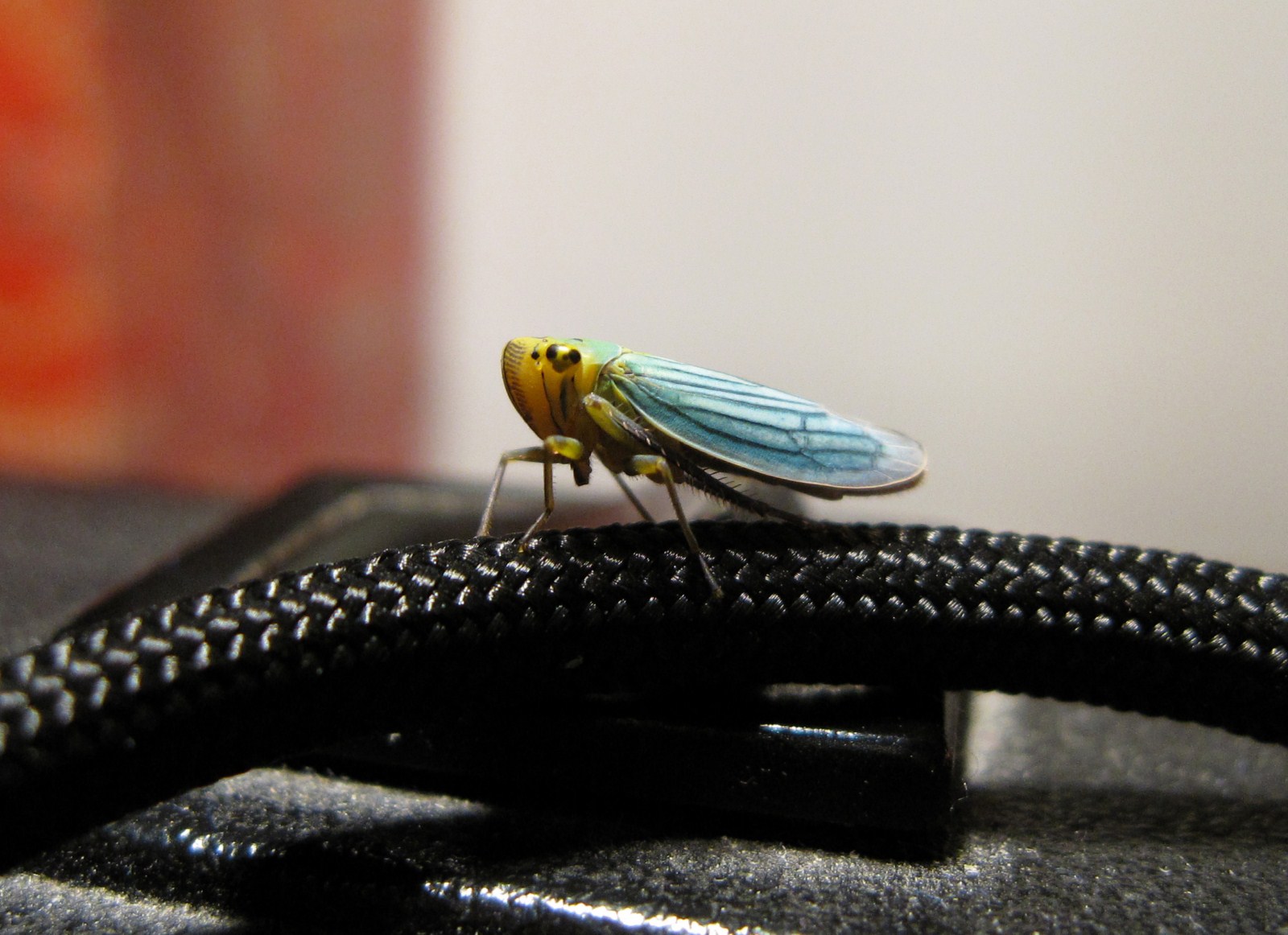 Cicadellidae; Cicadella viridis