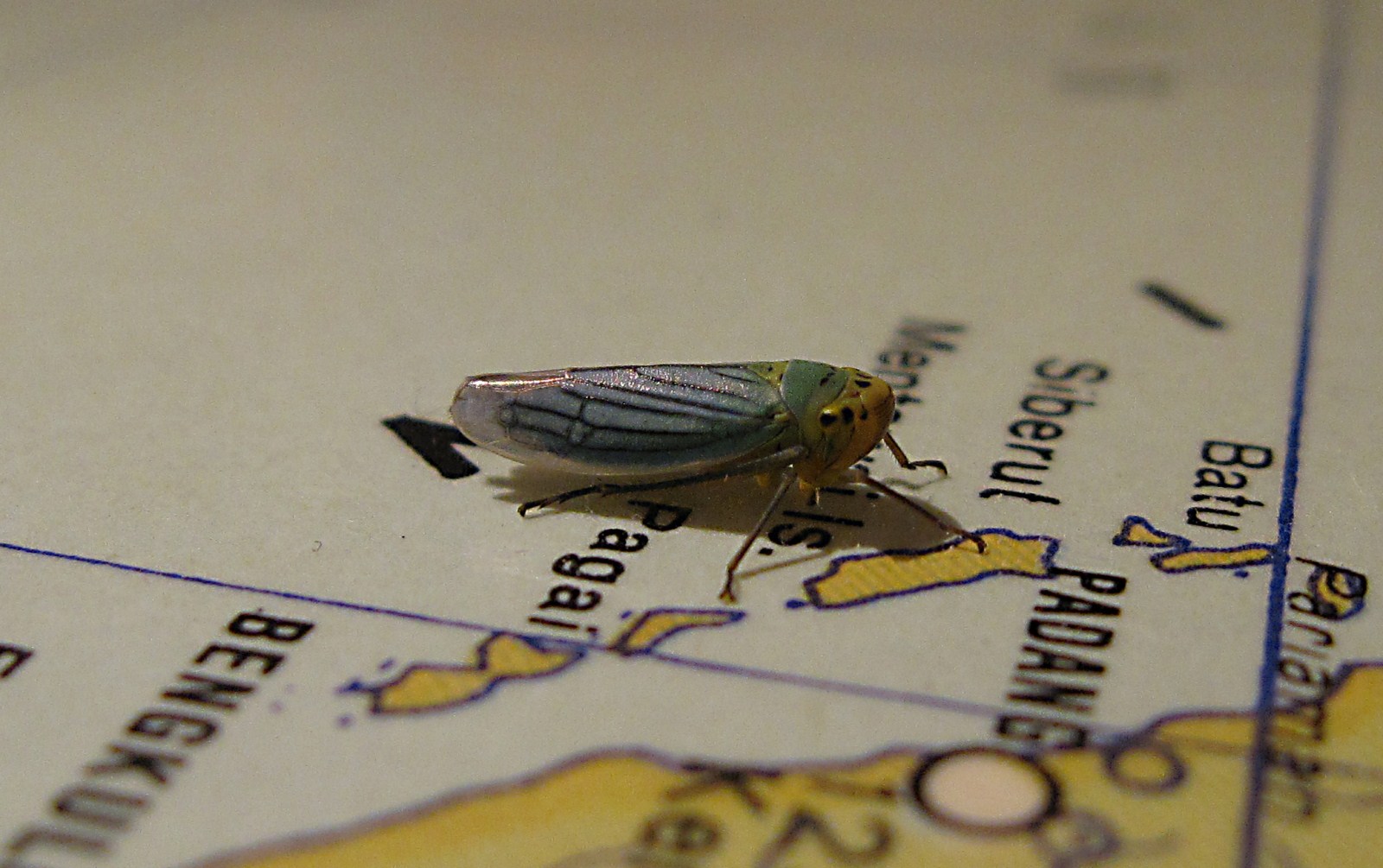 Cicadellidae; Cicadella viridis