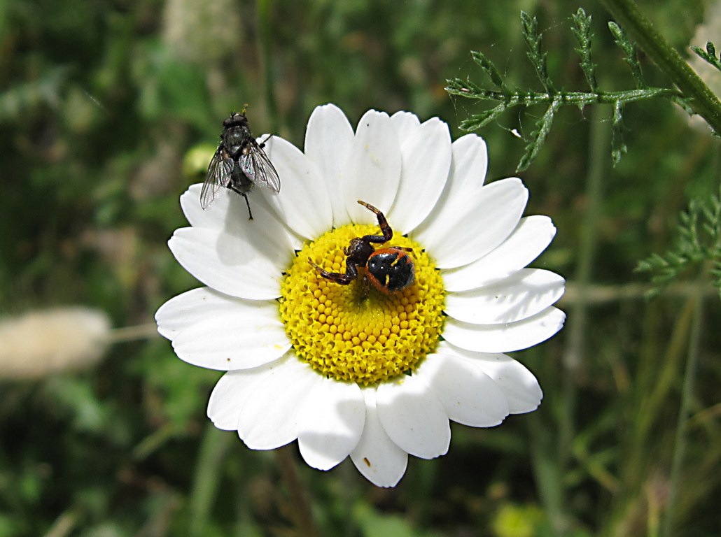 Synema globosum