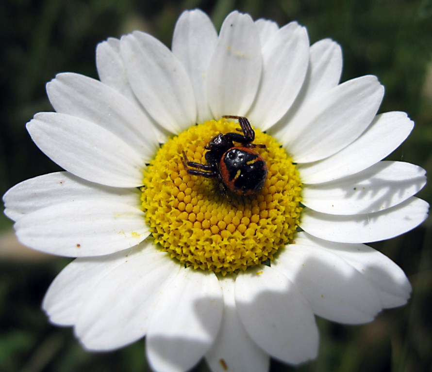 Synema globosum