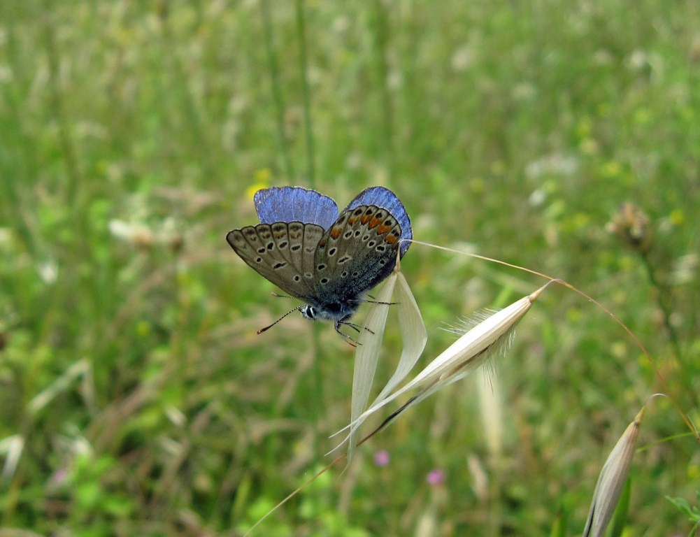 Lycaenidae da determinare