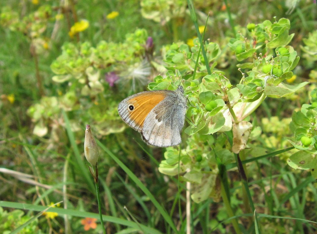 Farfalla da determinare - Coenonympha pamphilus