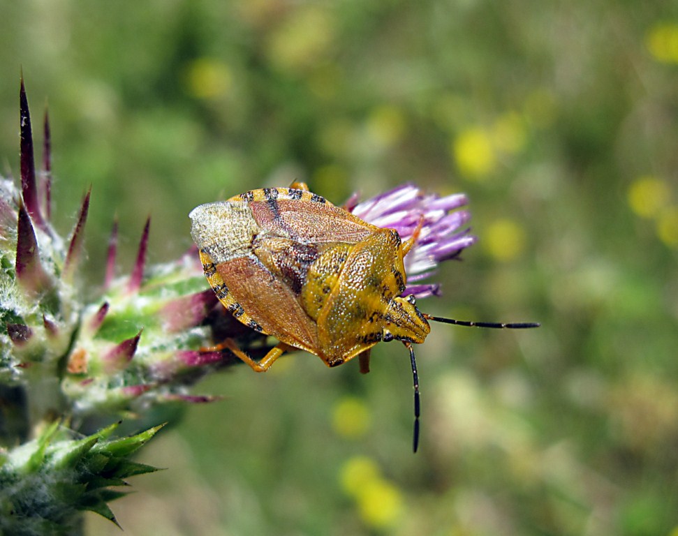 Pentatomidae: Carpocoris pudicus dell''Amalfitano (SA)