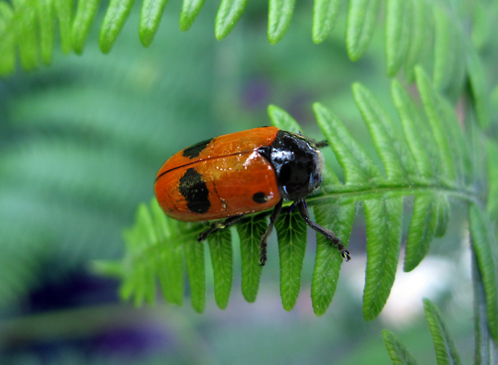 Clytra laeviuscula?