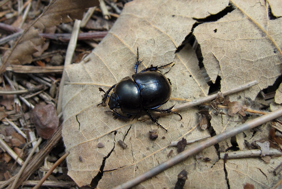 Anoplotrupes stercorosus?