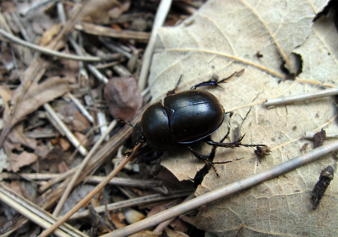 Anoplotrupes stercorosus?