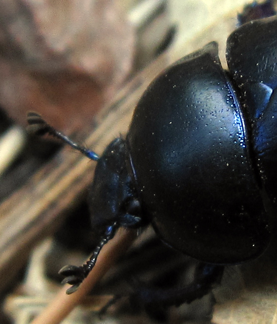 Anoplotrupes stercorosus?