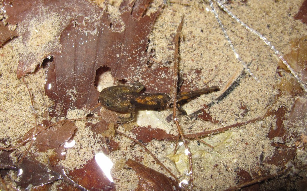 Piccolo di? Salamandra salamandra gigliolii, larva