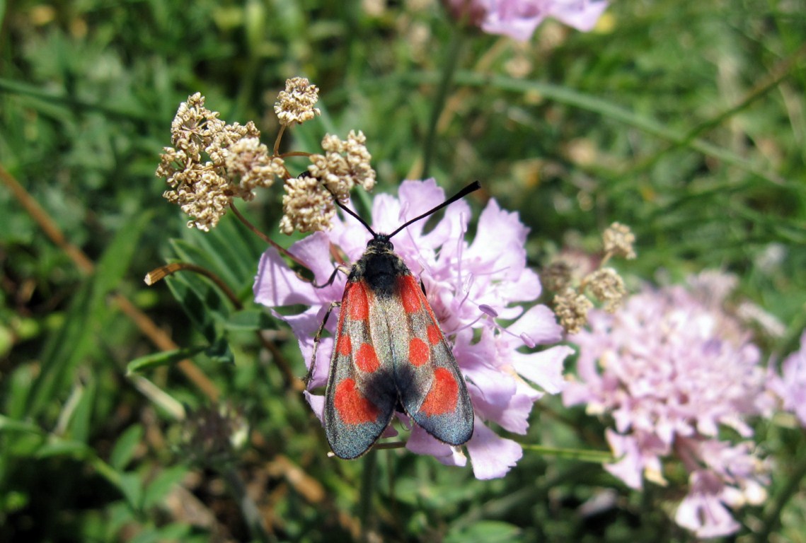 Zygaena da determinare