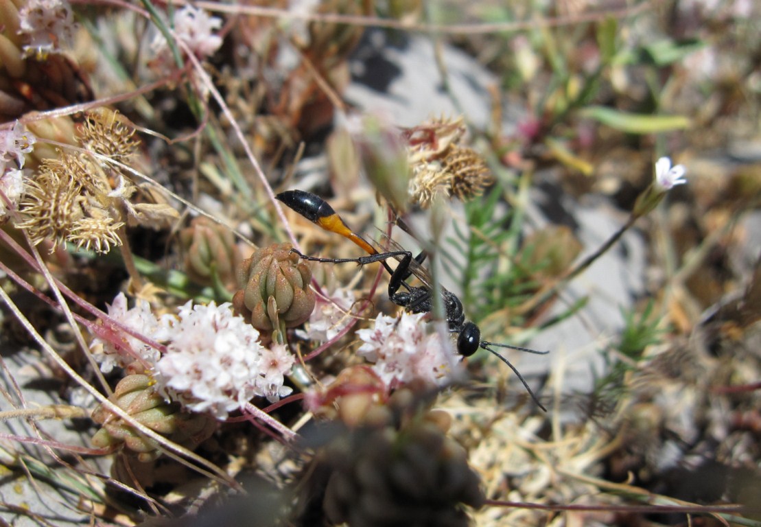 Ammophila