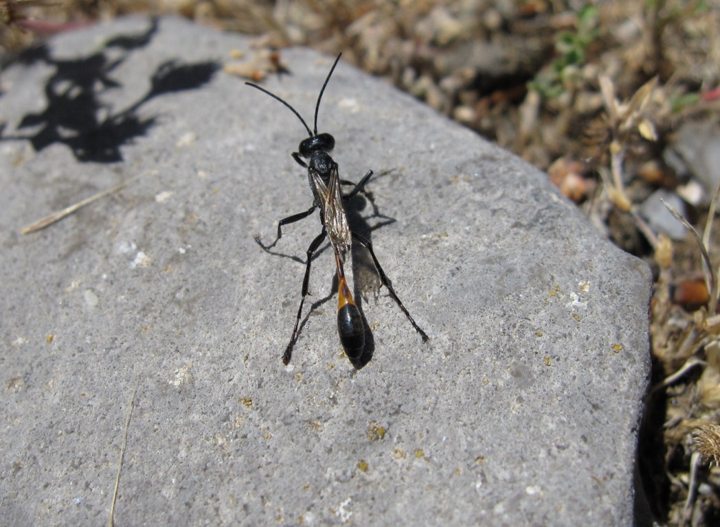 Ammophila