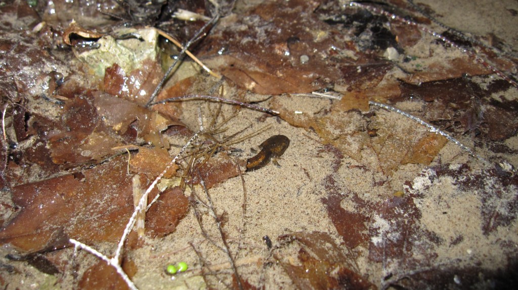 Piccolo di? Salamandra salamandra gigliolii, larva