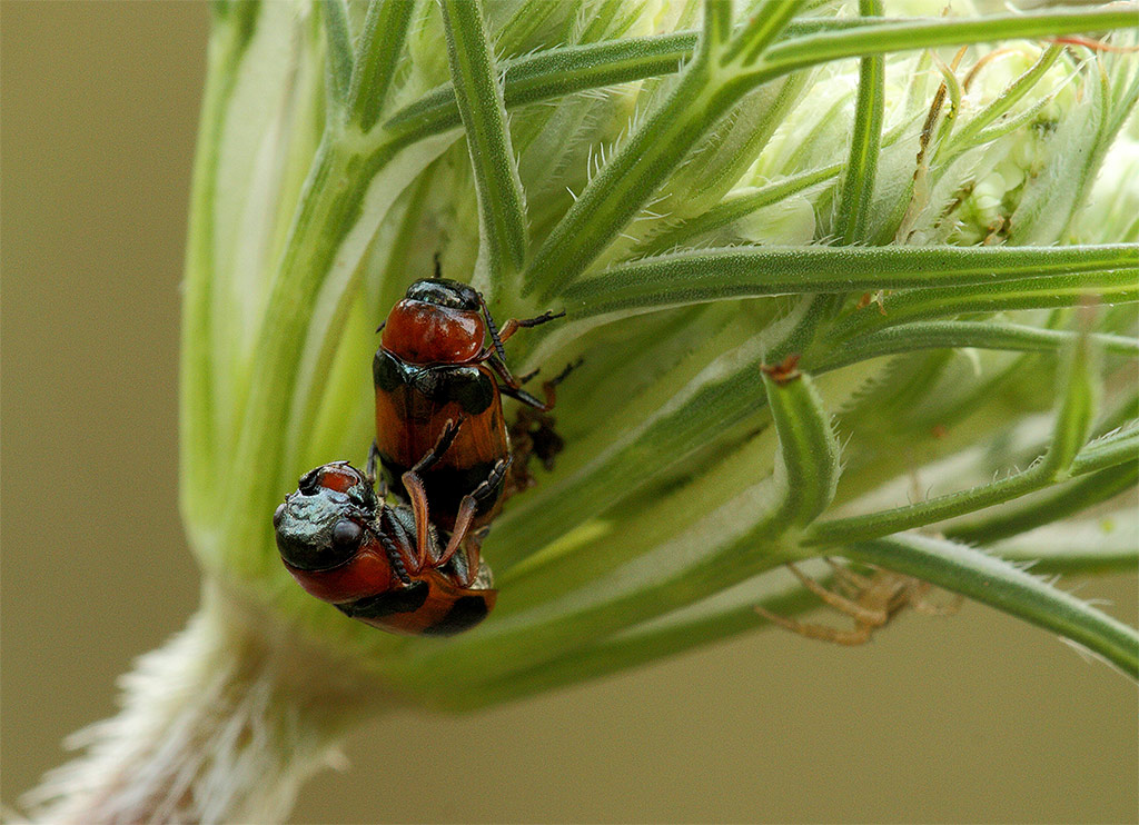 Chrysomelidae in accoppiamento