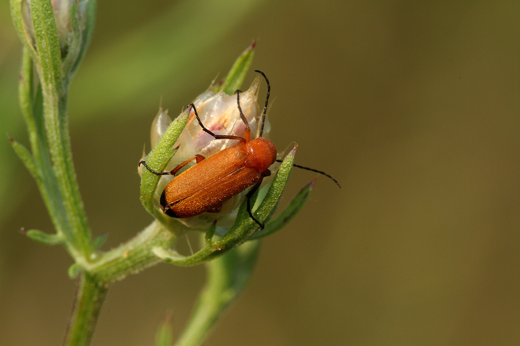 insetto arancione - cf. Zonitis flava