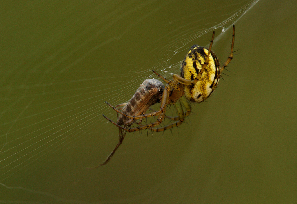 Mangora acalypha