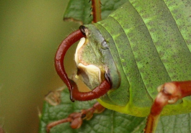 cavalletta da identificare