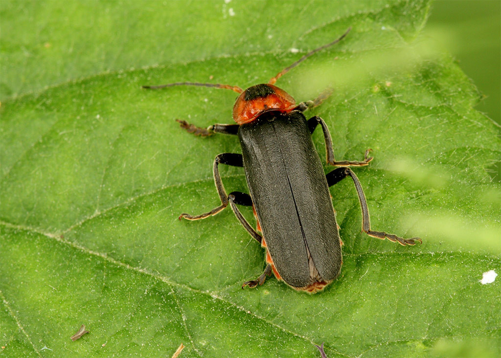 Cantharis fusca